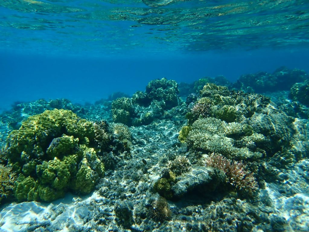 沖縄の旅3日目 美しい海に囲まれた島 沖縄 座間味の海を遊び尽くせ その2 シュノーケリング編 株式会社シードライブ企業ブログ